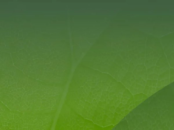 El Pacto Verde Europeo