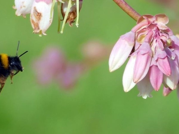Importancia de la Biodiversidad en la Agricultura