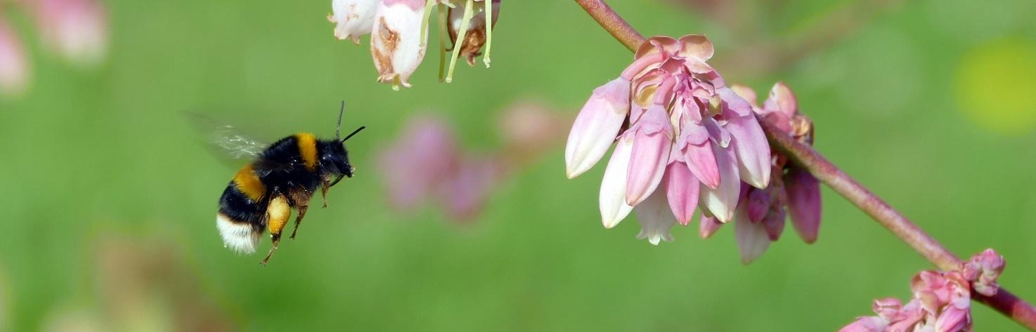 abeja en flor